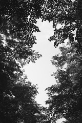 Trees with branches - leaves are making shape, form and contour of hole and slit. White sky and dark silhouette of plant and vegetation. Visual emptiness in the center 