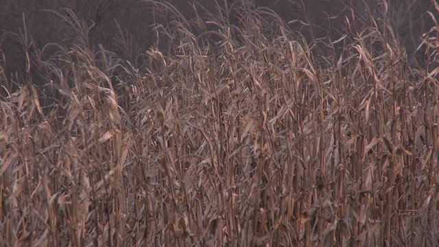 a winter cron field