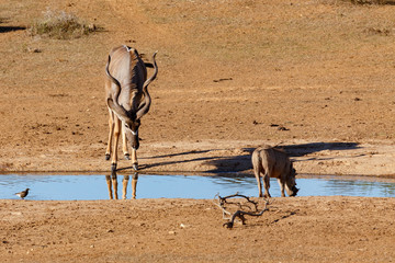 Kudu standing and looking at the warthog