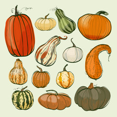 Pumpkins sketch collection