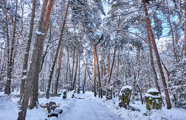 Winter park background with trees covered with white snow.
