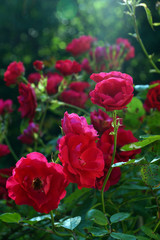 Red roses on blurred background