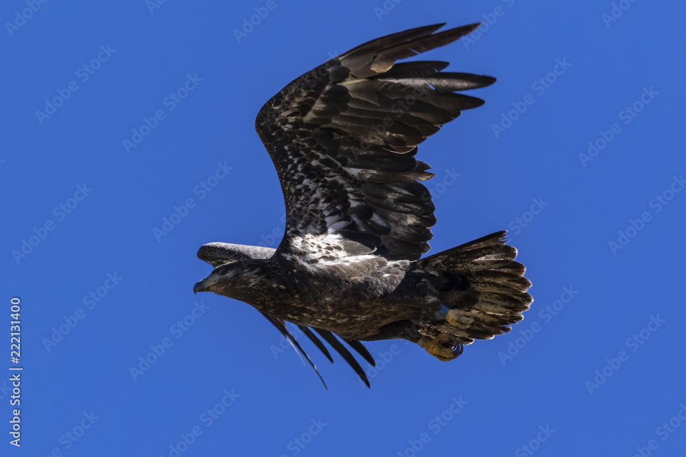 Wall mural Bird juvenile bald eagle flying at Big Bear Lake in the California mountains