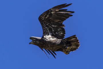 Obraz premium Bird juvenile bald eagle flying at Big Bear Lake in the California mountains