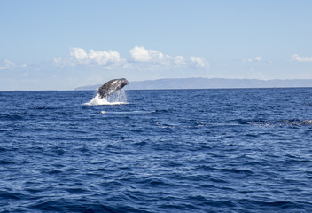 Fototapeta premium The sperm whale (Physeter macrocephalus) or cachalot is the largest of the toothed whales and the largest toothed predator. Jump out of the blue ocean water, nature outdoors in Atlantic ocean.