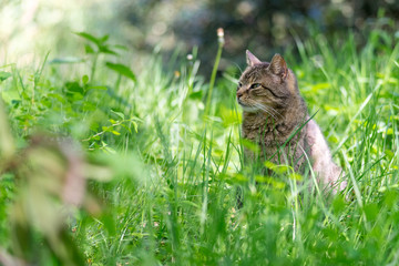 non-pedigree cat on a meadow in green grass.