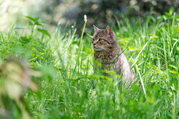 non-pedigree cat on a meadow in green grass.