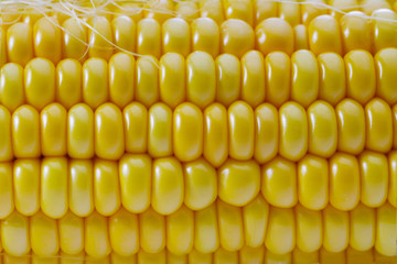 ripe yellow corn as a texture, yellow nature background