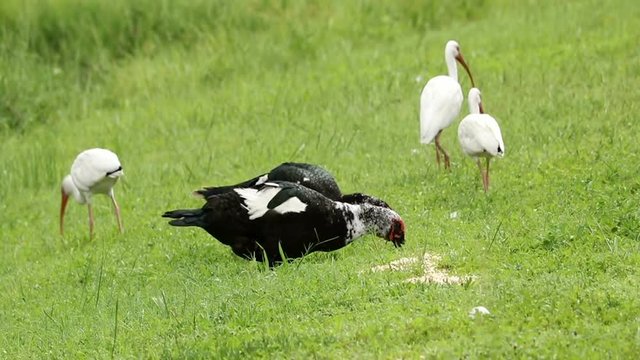 Muscovy duck couple and three American white ibises feeding
