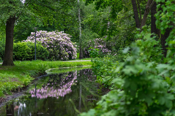 Flowering rhododendron bushes in the park.