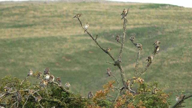 A flock of goldfinch perching on a hawthorn bush panning from right to left and then taking off, at Smardale Nature Reserve Cumbria.