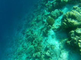 Barriera Corallina Maldive