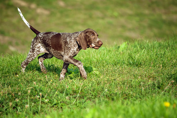 german shorthaired pointer, german kurtshaar one brown spotted puppy, the animal runs along the...
