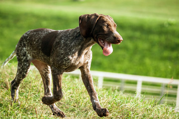 german shorthaired pointer, german kurtshaar one brown spotted puppy close-up, the dog runs fast...