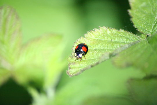 Käfer auf Brombeere