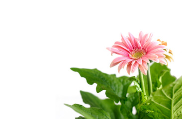 Close up of pink gerbera flowers