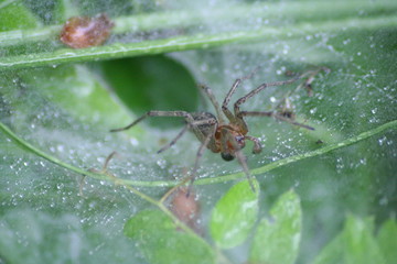 Spinne im Trichternetz