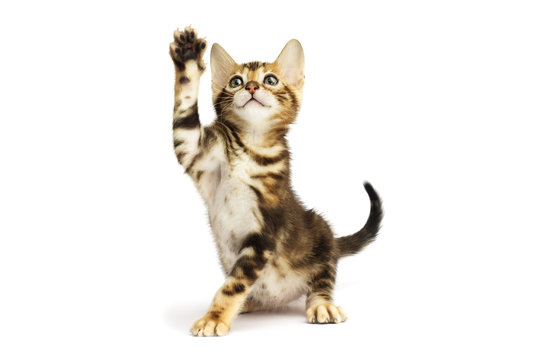 tabby kitten its paw