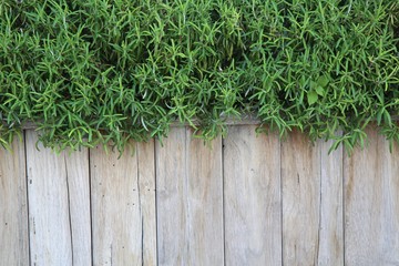 wooden planks with green plants