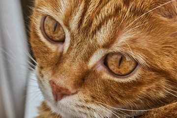 red head cat posing in front of camera, close-up