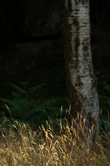 Silver Birch trees in a forest in the Peak District of Derbyshire, England