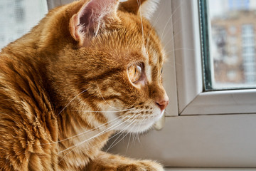 red hair cat looking out the window, close-up