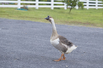 Geese in the garden
