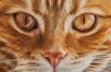 red hair cat looking at the camera, frontal plan, close-up