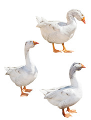 isolated on white three light grey gooses