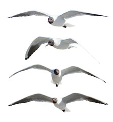 four flying black-headed gulls on white