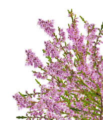 blossoming pink heather bunch on white