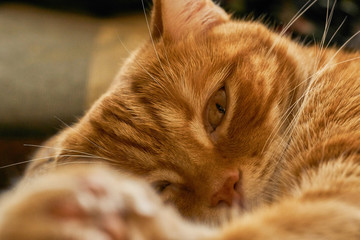 red hair cat dreamily asleep sleeping lounging, close-up