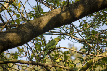 Fototapeta na wymiar Green Parrot in Nature