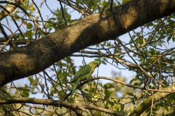 Green Parrot in Nature