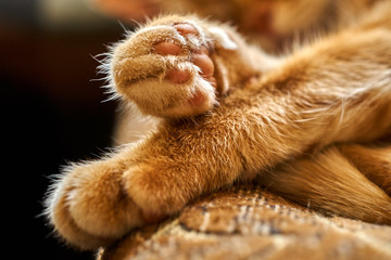 close-up of the crossed paws of a sleeping red hair cat