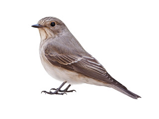 Spotted Flycatcher (Muscicapa striata), isolated on White Background