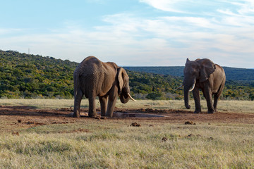 Elephants standing at the dam