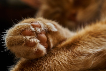close-up of the crossed paws of a sleeping red hair cat