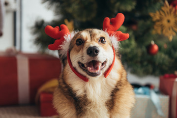 cute welsh corgi dog in deer horns on christmas