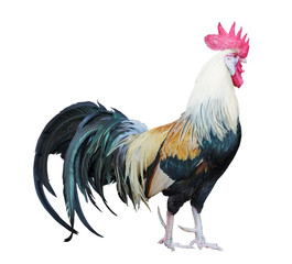 large light rooster with dark long tail on white