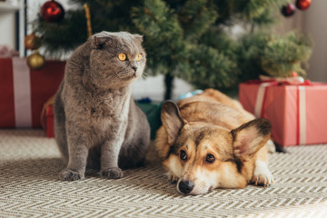 Fototapeta na wymiar scottish fold cat and welsh corgi dog under christmas tree