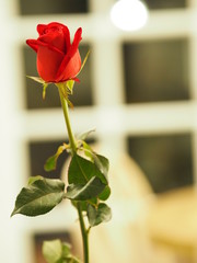 Red rose flower Valentine Day Love