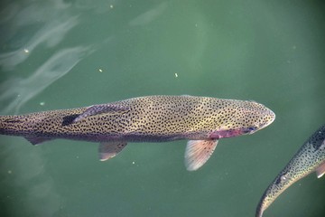 Trout