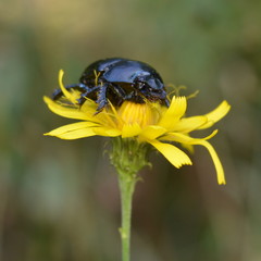 Black beetle closeup, sitting on a yellow flower