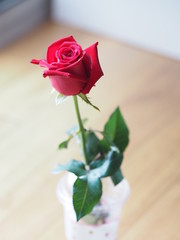 Red rose in cleae plasstic grass Valentine Day symbol Love