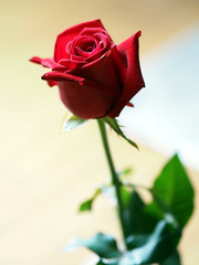 one Red rose on blurred of background love Valentune day