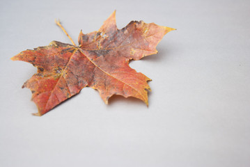 Autumn fallen maple leaf isolated on gray background with copy space