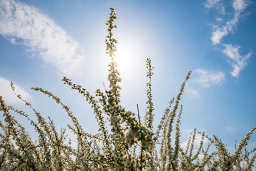 ユキヤナギの花