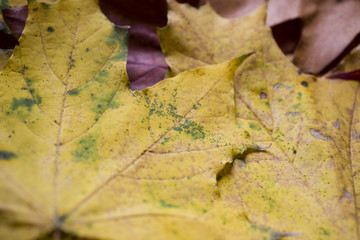 background with autumn colored maple leaves