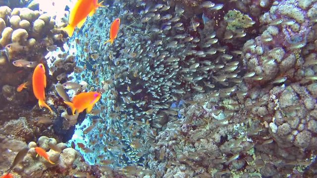 Beautiful underwater tropical coral reef landscape scene with shoals of anthias fish pseudoanthias squamipinnis and glassfish parapriacanthus ransonneti